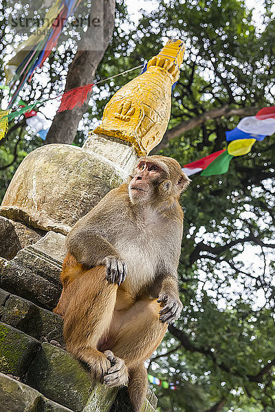 Makakenaffe sitzt auf den Stufen einer Stupa  mit bunten Gebetsfahnen im Hintergrund an der Swayambhunath-Stupa  Affentempel; Kathmandutal  Nepal