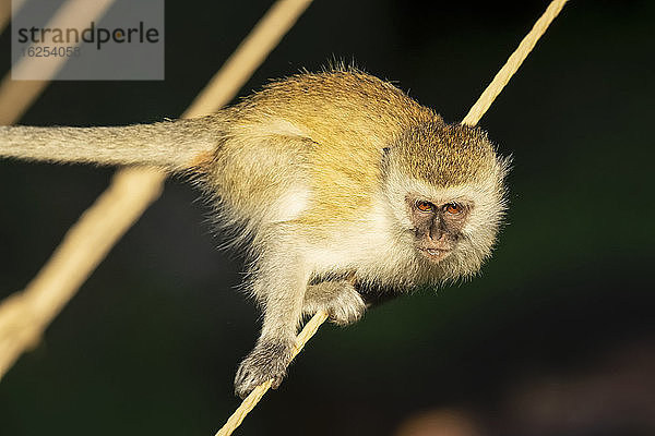 Nahaufnahme eines Grüne Meerkatzen (Chlorocebus pygerythrus) beim Balancieren auf einem Seil im Sonnenschein  Kenia