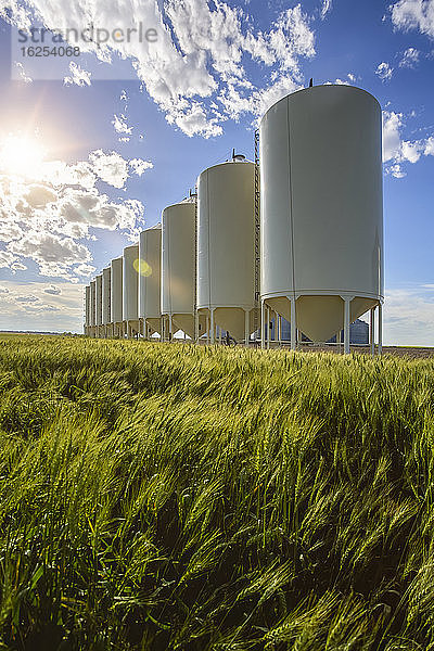 Weiße Getreidesilos in einer Reihe entlang eines reifenden Weizenfeldes; Alberta  Kanada