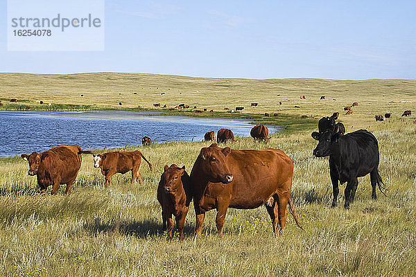 Viehbestand - Gemischte Rassen von Fleischkühen und Kälbern auf einheimischer Prärie am Rande eines Präriesees / Alberta  Kanada.