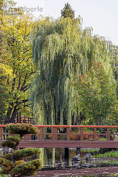 Herbstliche Farben im Japanischen Garten  Szczytnicki Park; Breslau  Schlesien  Polen