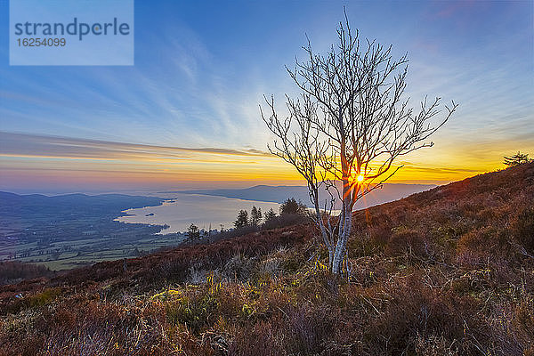 Die Sonne geht durch die Zweige einer weißen Birke auf einem Hügel mit Lough Derg im Hintergrund auf; Killaloe  Grafschaft Clare  Irland