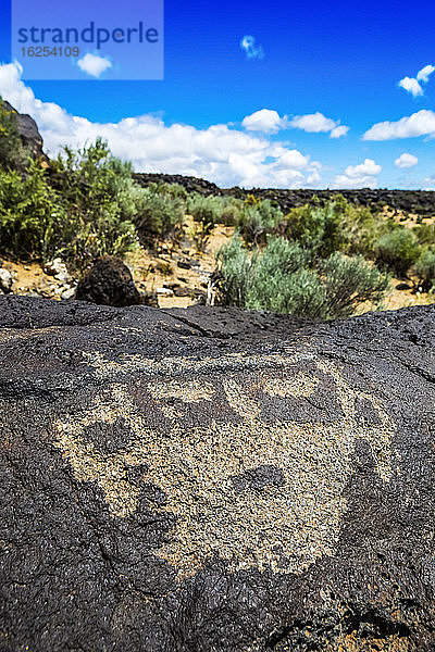 Petroglyphen auf Vulkangestein mit Salbeibusch im Hintergrund  Piedras-Marcadas-Canyon  Petroglyphen-Nationaldenkmal an einem sonnigen Frühlingsnachmittag; Albuquerque  New Mexico  Vereinigte Staaten von Amerika