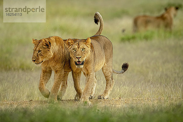 Zwei Löwinnen (Panthera leo) laufen Seite an Seite mit einer anderen Löwin im Hintergrund durch die Savanne; Tansania