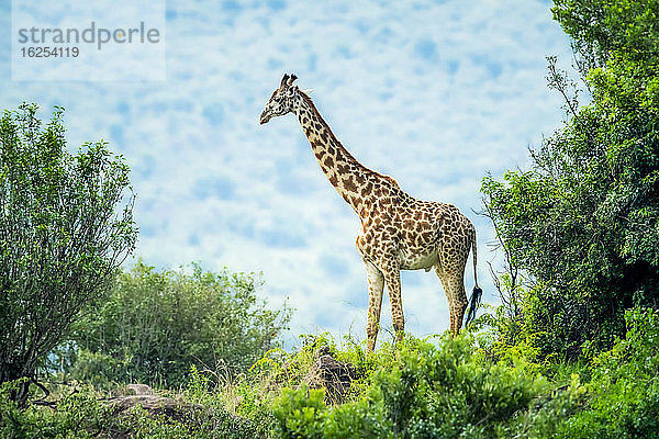 Masai-Giraffe (Giraffa camelopardalis tippelskirchii) zwischen Büschen stehend; Kenia