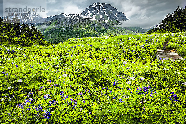 Wildblumenwiese entlang des Lost Lake Trail  im Hintergrund die Gipfel der Auferstehung. Chugach National Forest  Kenai-Halbinsel  Süd-Zentral-Alaska im Sommer; Seward  Alaska  Vereinigte Staaten von Amerika