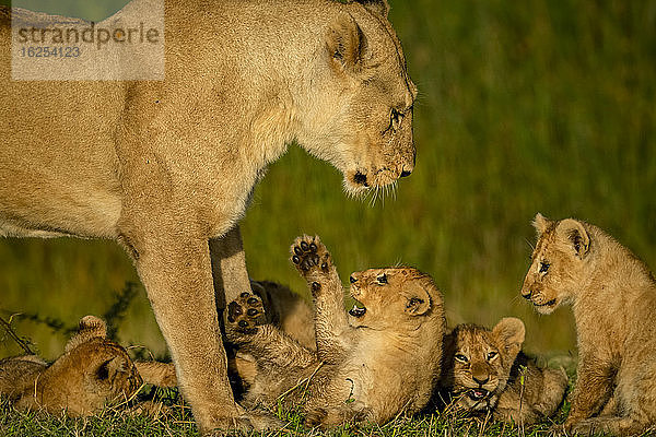 Nahaufnahme einer Löwin (Panthera leo)  die über vier Löwenbabys steht; Tansania