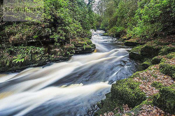 Wildwasser-Stromschnellen am Fluss Clare Glens  der eine kleine Schlucht in einem Wald durchschneidet; Clare Glens  Grafschaft Tipperary  Irland