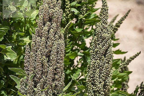 Plantage Quinoa; Provinz Nor Lipez  Abteilung Potosi  Bolivien