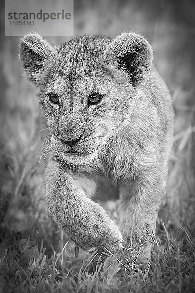 Ein Löwenjunges (Panthera leo) läuft durch langes Gras auf die Kamera zu. Es hebt seine rechte Pfote und starrt gespannt in die Kamera  Serengeti-Nationalpark; Mara-Region  Tansania