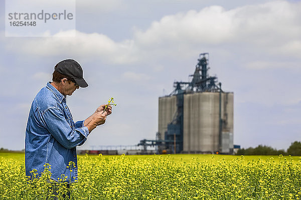 Landwirt steht auf einem Rapsfeld und inspiziert den Ertrag mit einem Getreidelager im Hintergrund; Alberta  Kanada