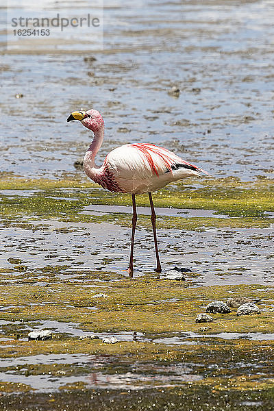 Watende Flamingos in der Laguna Colorada  Eduardo-Avaroa-Nationalpark; Abteilung Potosi  Bolivien