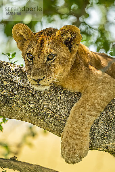 Nahaufnahme eines auf einem Ast liegenden Löwenjungen (Panthera leo) mit herabhängender Pfote; Tansania