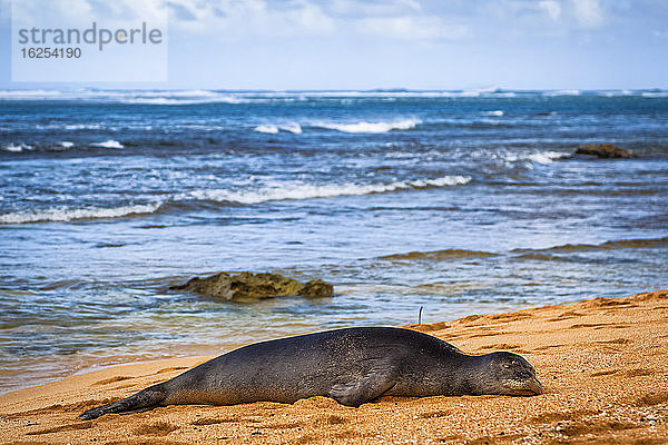 Hawaiianische Mönchsrobbe (Neomonachus schauinslandi) ruht am Strand von Makua; Hanalei  Kauai  Hawaii  Vereinigte Staaten von Amerika