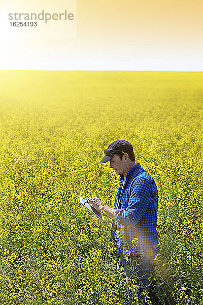 Landwirt steht mit einer Tablette in einem Rapsfeld und prüft den Ertrag bei Sonnenaufgang; Alberta  Kanada