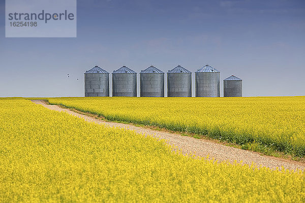 Schotterstraße durch ein verschwommen blühendes Rapsfeld mit einer Reihe von Stahlkornbehältern am Horizont an einem sonnigen Tag; Alberta  Kanada