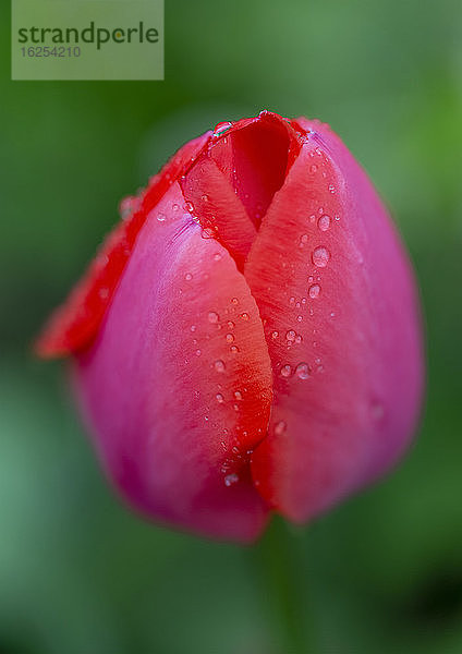 Nahaufnahme einer geschlossenen roten Tulpe (Tulipa) vor einem verschwommenen grünen Hintergrund; Chilliwack  Britisch-Kolumbien  Kanada