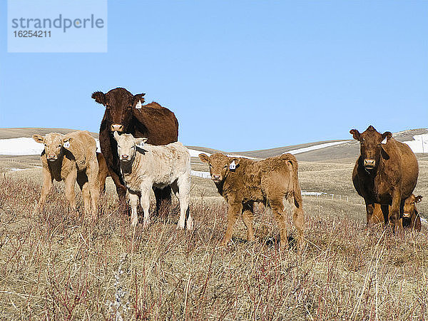 Viehbestand - Red-Angus-Rindfleischkühe mit Charolais-Kreuzungskälbern auf einer trockenen Winterweide / Alberta  Kanada.