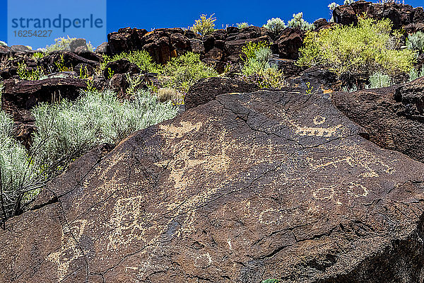 Petroglyphen auf Vulkangestein mit Salbeibusch im Piedras-Marcadas-Canyon  Petroglyphen-Nationaldenkmal an einem sonnigen Frühlingsnachmittag; Albuquerque  New Mexico  Vereinigte Staaten von Amerika