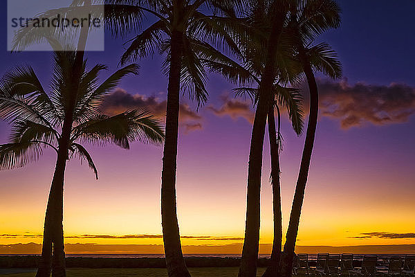 Kokosnusspalmen als Silhouette vor pastellfarbenem Himmel bei Sonnenaufgang  Kokosnussküste; Kapaa  Kauai  Hawaii  Vereinigte Staaten von Amerika