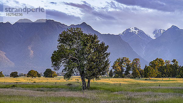 Großer Baum auf einem Grasfeld mit Bergen im Hintergrund  entlang des Lake Matheson Walk in der Nähe der Gemeinde Fox Glacier  berühmt für seine spiegelnden Ansichten von Aoraki  Mount Cook und Mount Tasman; Südwestland  Südinsel  Neuseeland