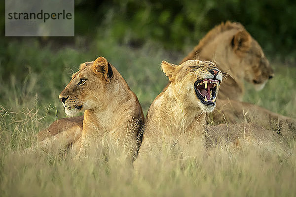 Junge Löwen (Panthera leo)  die sich ins Gras legen  während einer gähnt; Tansania