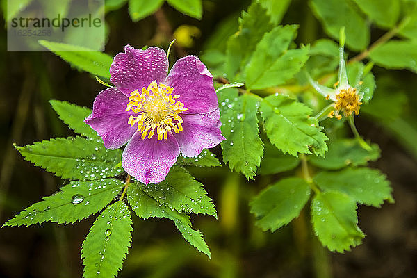 Stachelige Rose (Rosa acicularis)  Chugach-Gebirge  Süd-Zentral-Alaska im Sommer; Alaska  Vereinigte Staaten von Amerika