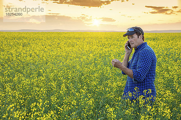 Landwirt steht mit einem Smartphone auf einem Rapsfeld und inspiziert den Ertrag; Alberta  Kanada