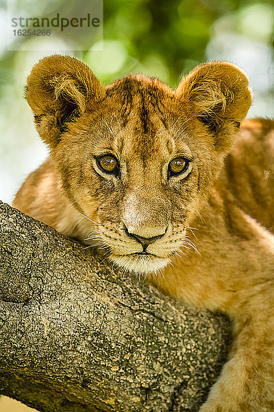 Nahaufnahme eines Löwenjungen (Panthera leo)  der auf einem Baumast sitzt und in die Ferne blickt; Tansania