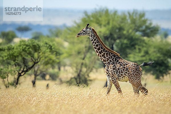 Masai-Giraffe (Giraffa camelopardalis tippelskirchii)  die an einem sonnigen Tag durch langes Gras in der Savanne läuft; Tansania