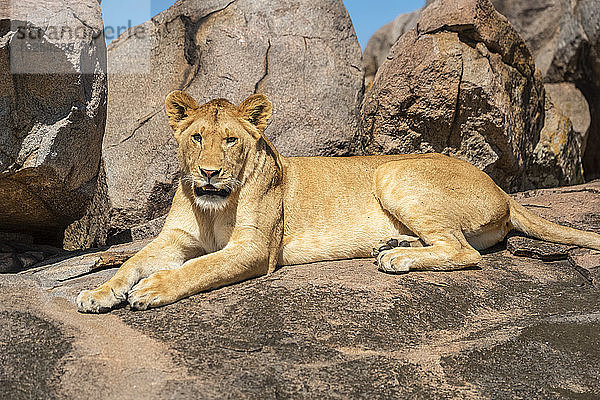 Nahaufnahme einer Löwin (Panthera leo)  die sich auf einem Felsvorsprung im Sonnenschein hinlegt; Tansania