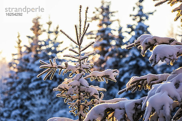 Fichten in Anchorage  Alaska  schneebedeckt  hinterleuchtet vom Schein der tief stehenden Wintersonne am späten Nachmittag im Winter; Anchorage  Alaska  Vereinigte Staaten von Amerika