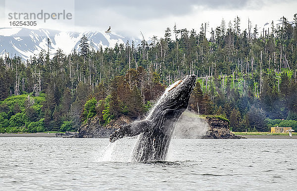 Buckelwal (Megaptera novaeanglia) taucht in der Nähe der Insel Cohen in der Kachemak-Bucht auf und durchbricht Wasser und bläst Luft; Homer  Alaska  Vereinigte Staaten von Amerika