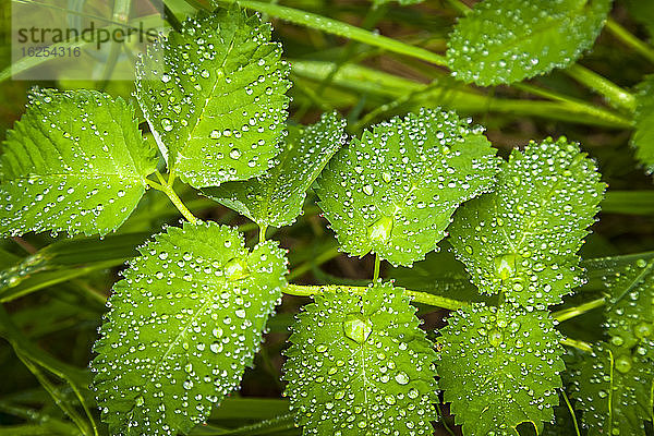 Stachelige Rosenblätter (Rosa acicularis)  Chugach Mountains  Chugach State Park  Süd-Zentral-Alaska im Sommer; Alaska  Vereinigte Staaten von Amerika