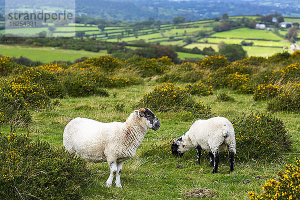 Eine grüne Wiese mit von Bäumen gesäumten Schafen und einem Flickenteppich aus hügeligen grünen Wiesen im Hintergrund; Grafschaft Cornwall  England