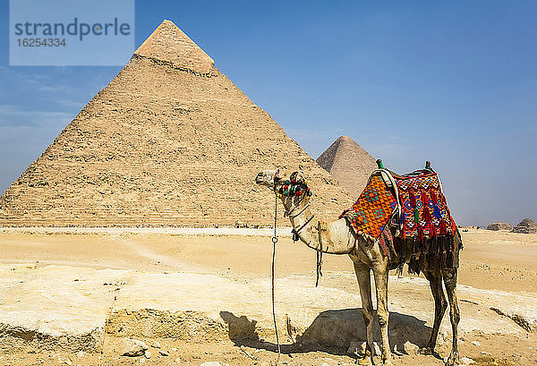 Geschmücktes Kamel und Hafre-Pyramide (Chephren)  Pyramidenkomplex von Gizeh  UNESCO-Weltkulturerbe; Gizeh  Ägypten