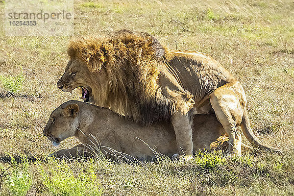 Paarung eines männlichen Löwen (Panthera leo) und einer Löwin in der Savanne; Kenia