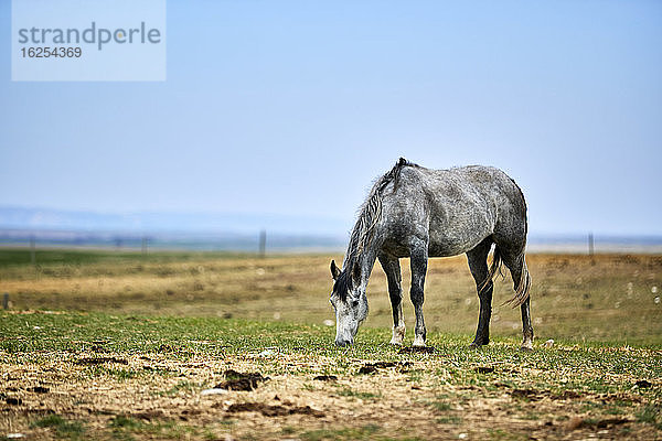 Ein Schimmel frisst auf einer Weide mit Stroh auf dem Boden  dahinter ein offener blauer Himmel und eine Zaunlinie am Horizont; Eastend  Saskatchewan  Kanada