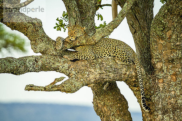 Leopard (Panthera pardus) liegt in einem Baum  entspannt sich und ruht Kopf und Pfote auf einem Ast aus; Tansania