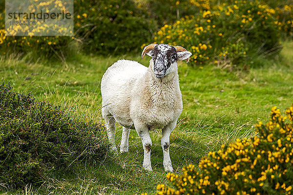 Ein Lamm (Ovis aries) umgeben von blühenden Sträuchern; Grafschaft Cornwall  England