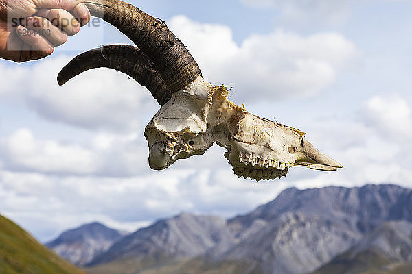 Kaukasische Männerhand hält einen Dall-Schafskopf mit daran befestigten Hörnern  mit der Bergkulisse der Brooks Range im Hintergrund  an einem sonnigen Sommertag im Marsh Fork Valley  Arctic National Wildlife Refuge; Alaska  Vereinigte Staaten von Amerika