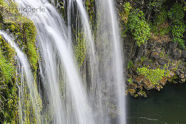 Whangarei Falls befindet sich im Landschaftsschutzgebiet Whangarei Scenic Reserve. Der klassische Vorhang-Wasserfall ist Teil des Hatea River; Whangarei  Northland Region  Nordinsel  Seeland