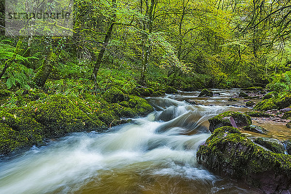 Wasserkaskaden an einem kleinen Fluss in einem lebhaft grünen Wald im Sommer; Lismore  County Waterford  Irland