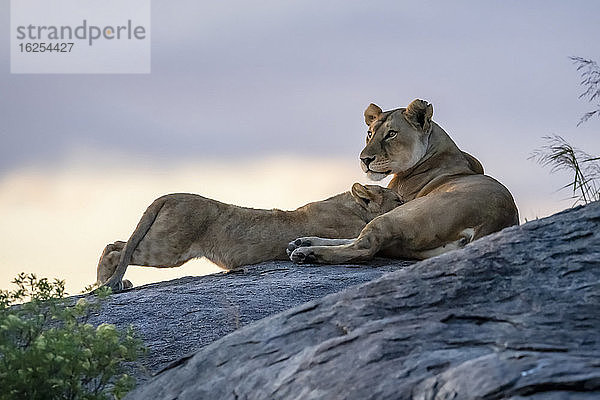 Löwin (Panthera leo) säugt Jungtier auf Felsen in der Abenddämmerung; Tansania