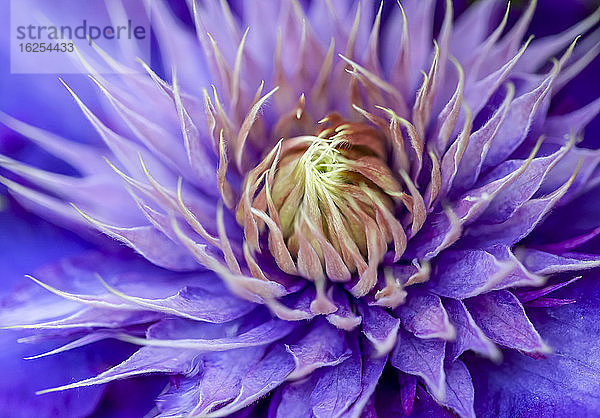 Blühende violette Glyzinienblüte; Surrey  Britisch-Kolumbien  Kanada