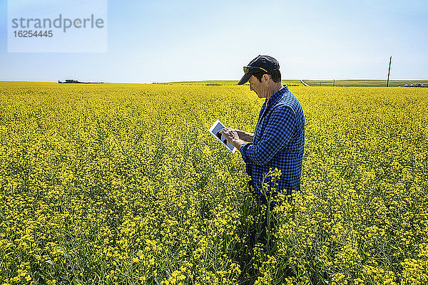 Bauer  der mit einer Tablette auf einem Rapsfeld steht und den Ertrag kontrolliert; Alberta  Kanada