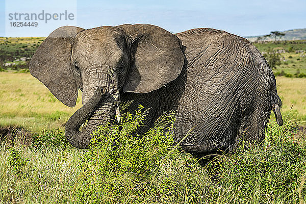 Porträt eines afrikanischen Elefanten (Loxodonta Africana)  der hinter Büschen steht und in die Kamera schaut; Kenia