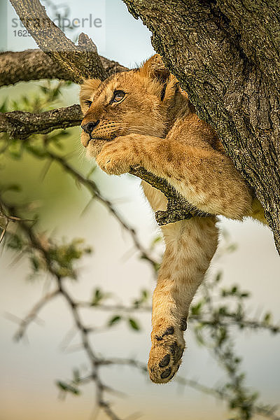 Löwenjunges (Panthera leo) entspannt sich auf einem Baumast und schaut nach oben; Tansania