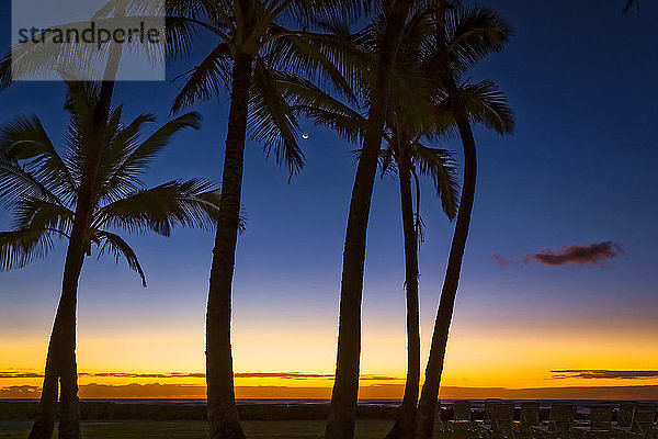 Silhouette einer Kokospalme in der Morgendämmerung. Halbmond zwischen den Bäumen und warmes orangefarbenes Licht am Horizont  Kokosnussküste; Kapaa  Kauai  Hawaii  Vereinigte Staaten von Amerika