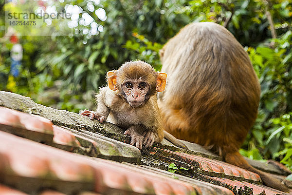 Babymakakenäffchen kauert sich hin und starrt in die Kamera  während Mama den Rücken zugedreht hat  auf dem Dach des Affentempels Swayambhunath  Kathmandu  Nepal  an einem Spätsommertag; Kathmandu Valley  Nepal